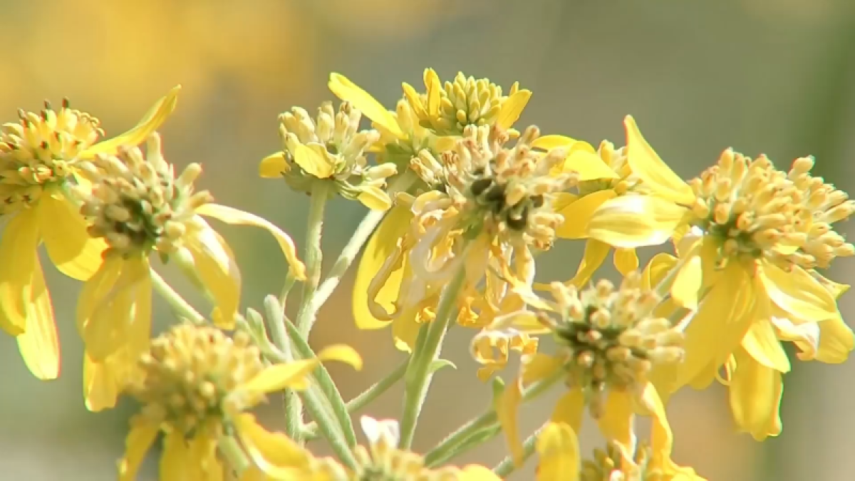Ragweed season is coming, but doing this now will lessen symptoms: Expert