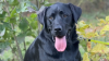 Suburban dog dad seeks answers after black lab dies in pet daycare van in high heat