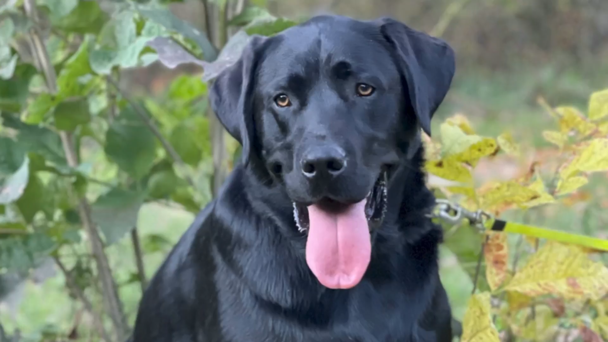 Suburban dog dad seeks answers after black lab dies in pet daycare van in high heat