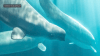 Shedd Aquarium releases preliminary medical findings after recent deaths of 3 beluga whales