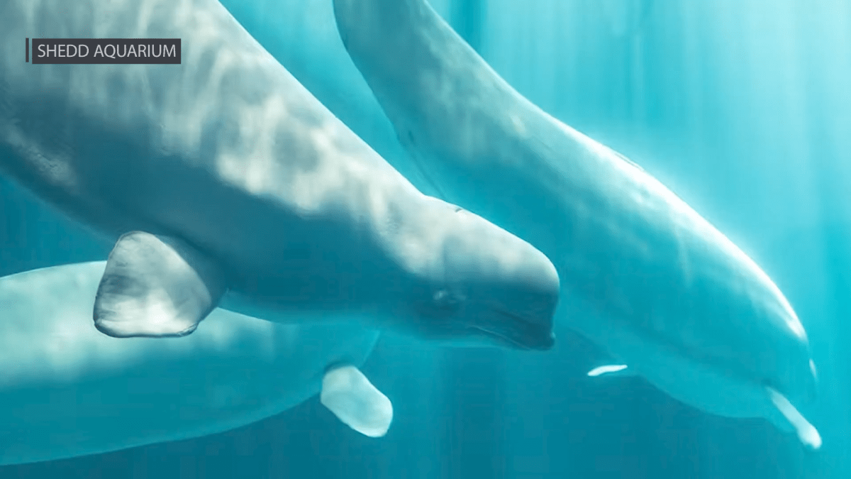 Why are so many beluga whales dying at the Shedd Aquarium? What to know