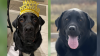 Criminal case related to death of dog left in hot suburban pet daycare van dropped