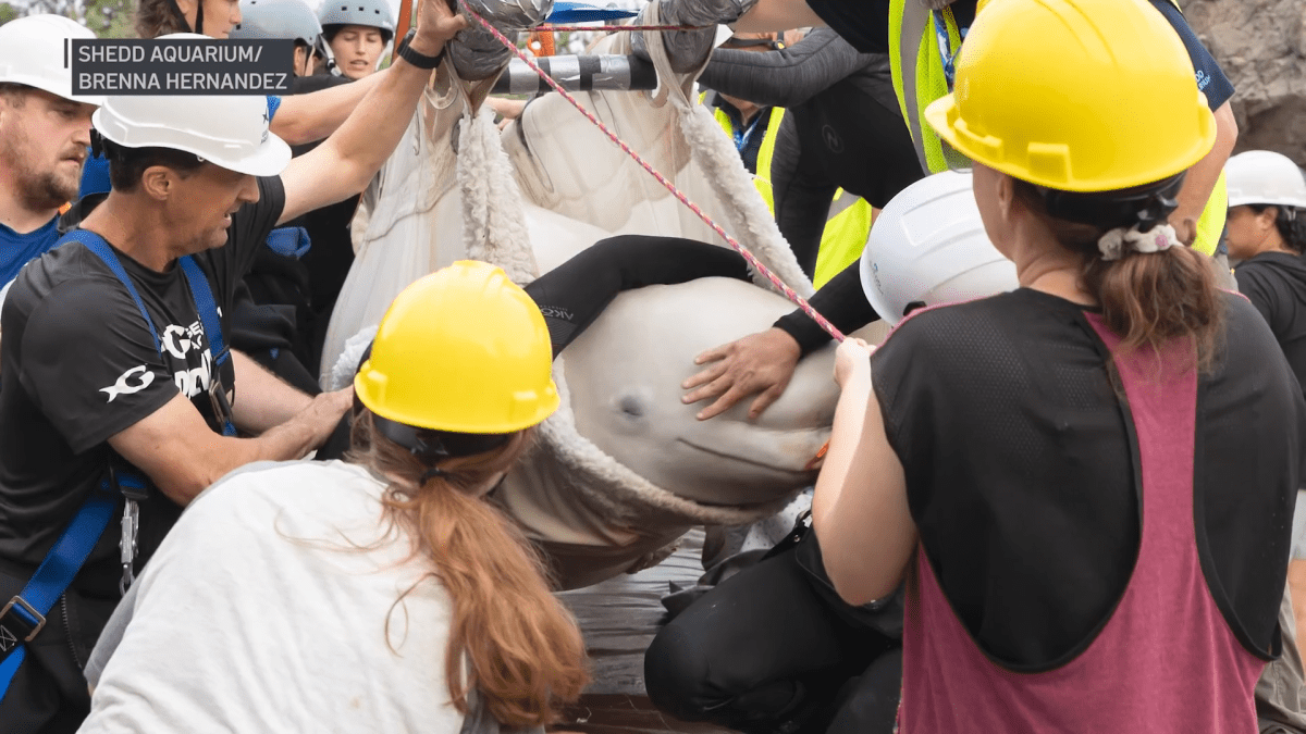 Two more belugas die at Shedd Aquarium, marking three deaths since rescues from Marineland began