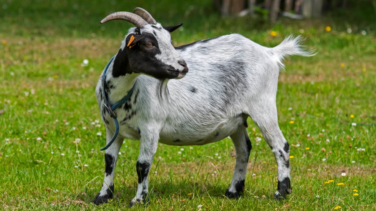 Her son fed goats at a petting zoo. He might’ve been exposed to rabies.