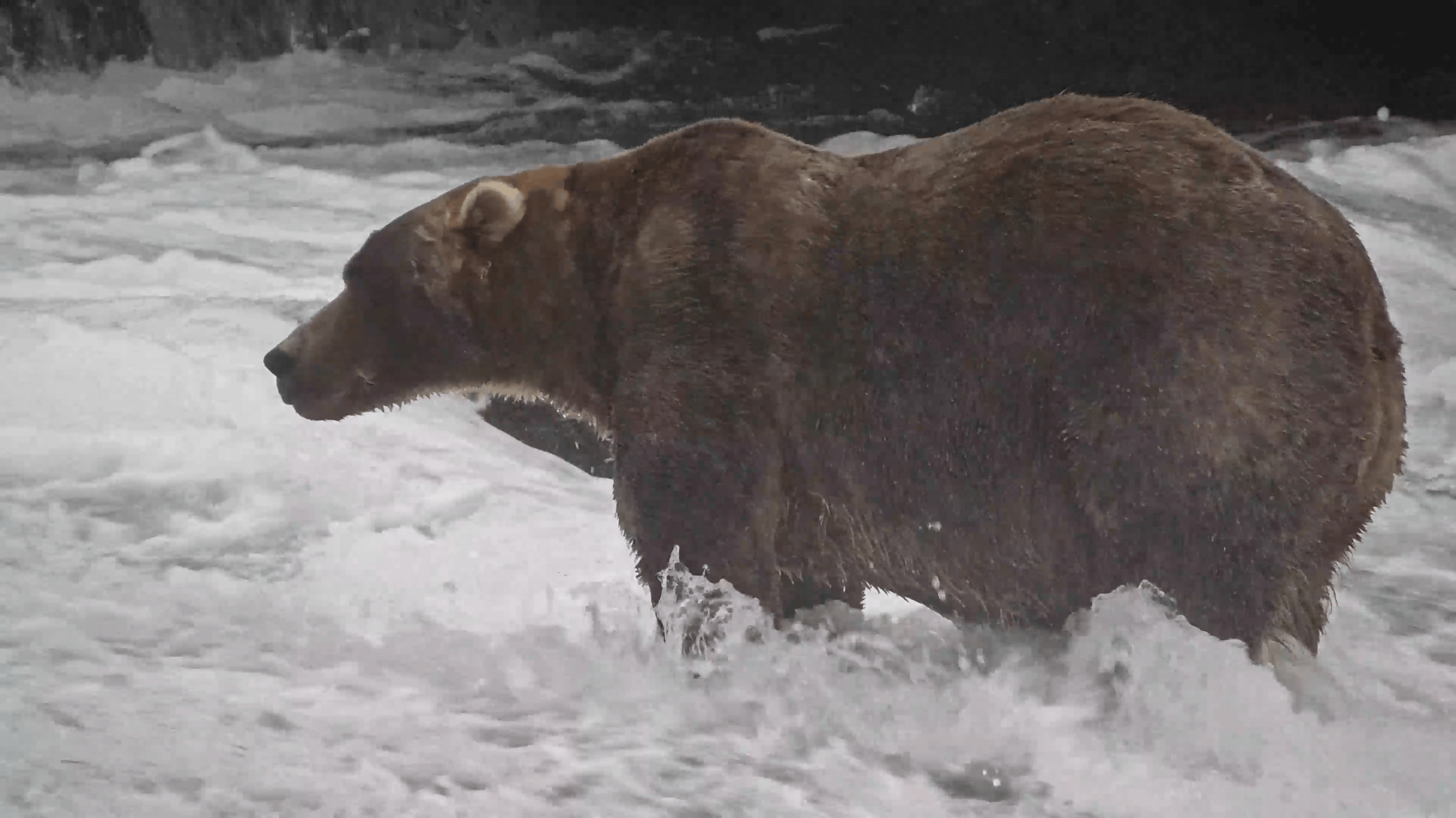 Gentle giant Backpack declared winner of Alaska's Fat Bear Week