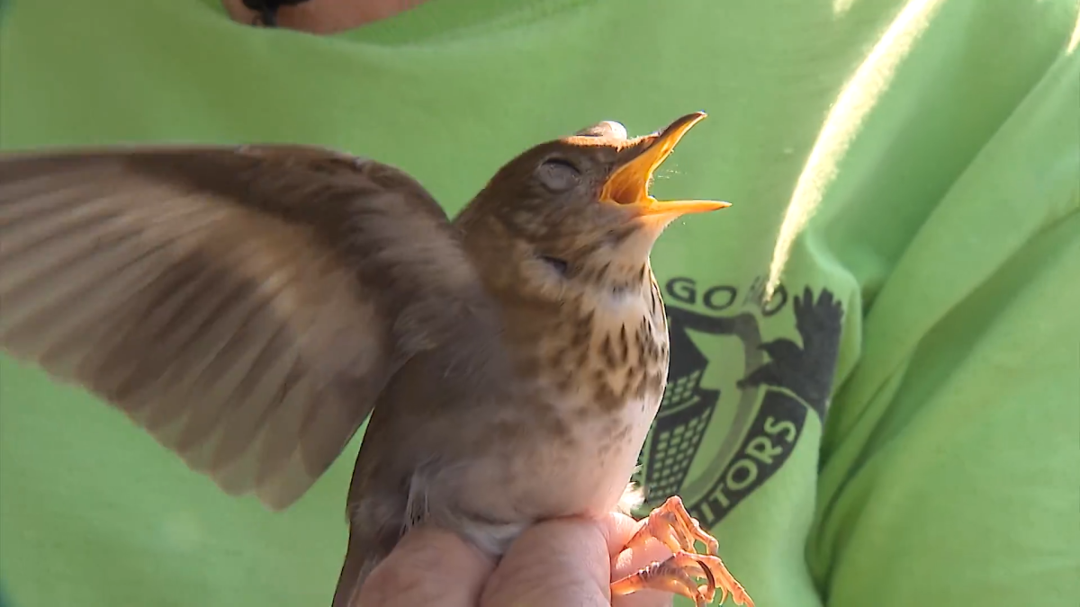 &lsquo;High bird migration alert continues as millions fly over Chicago area