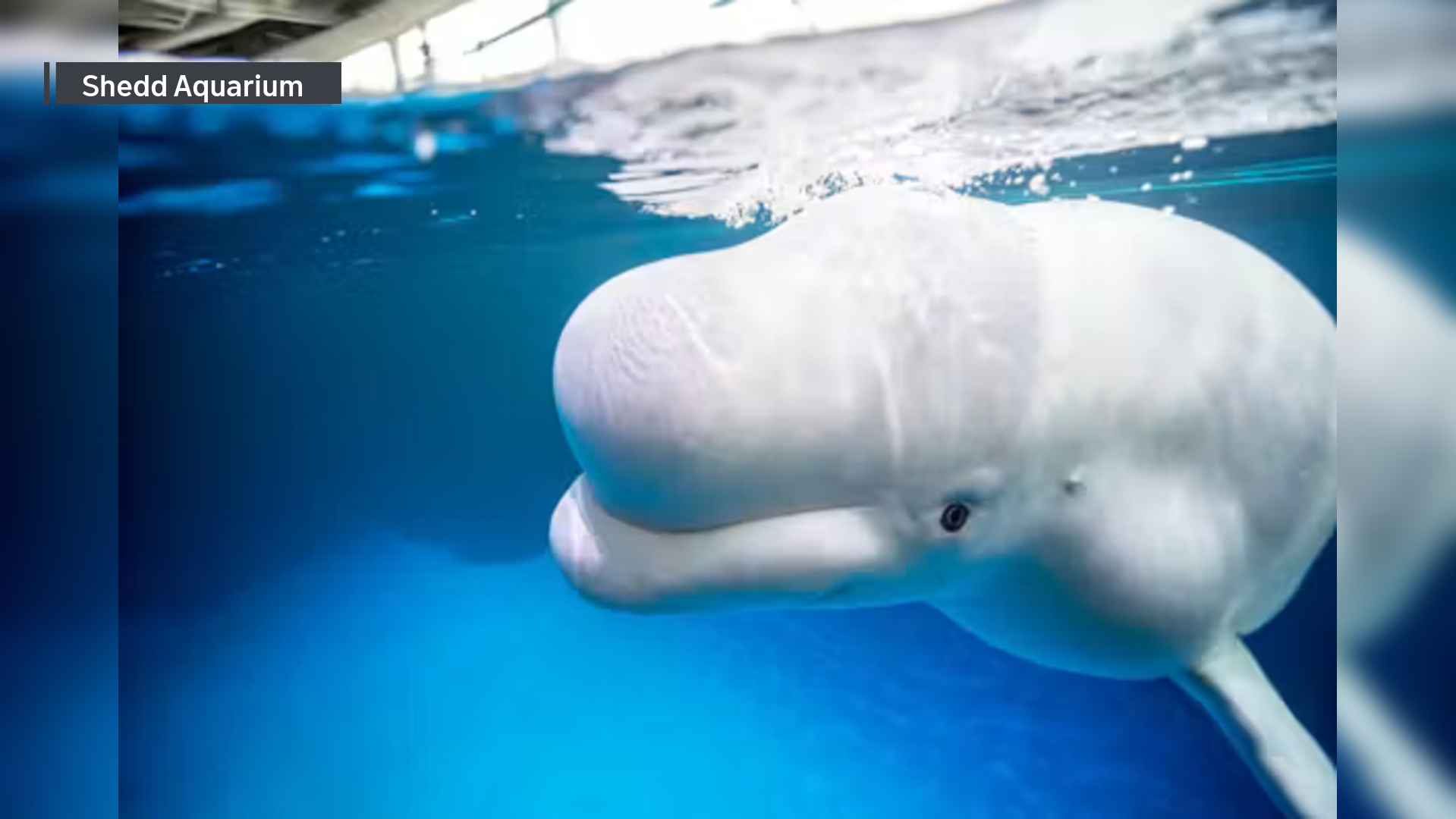 3 of 10 beluga whales brought to Shedd Aquarium in major rescue have died. What's happening and why