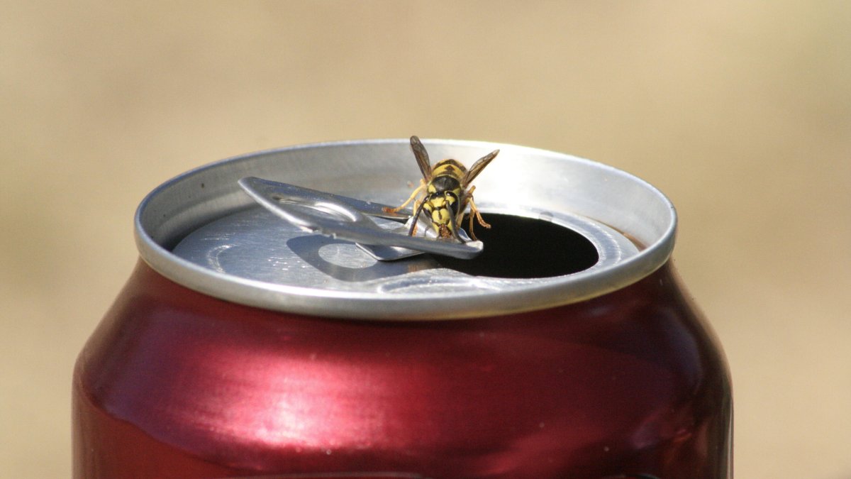 &lsquo;Notoriously aggressive wasps spike in Midwest. What experts say you should watch for