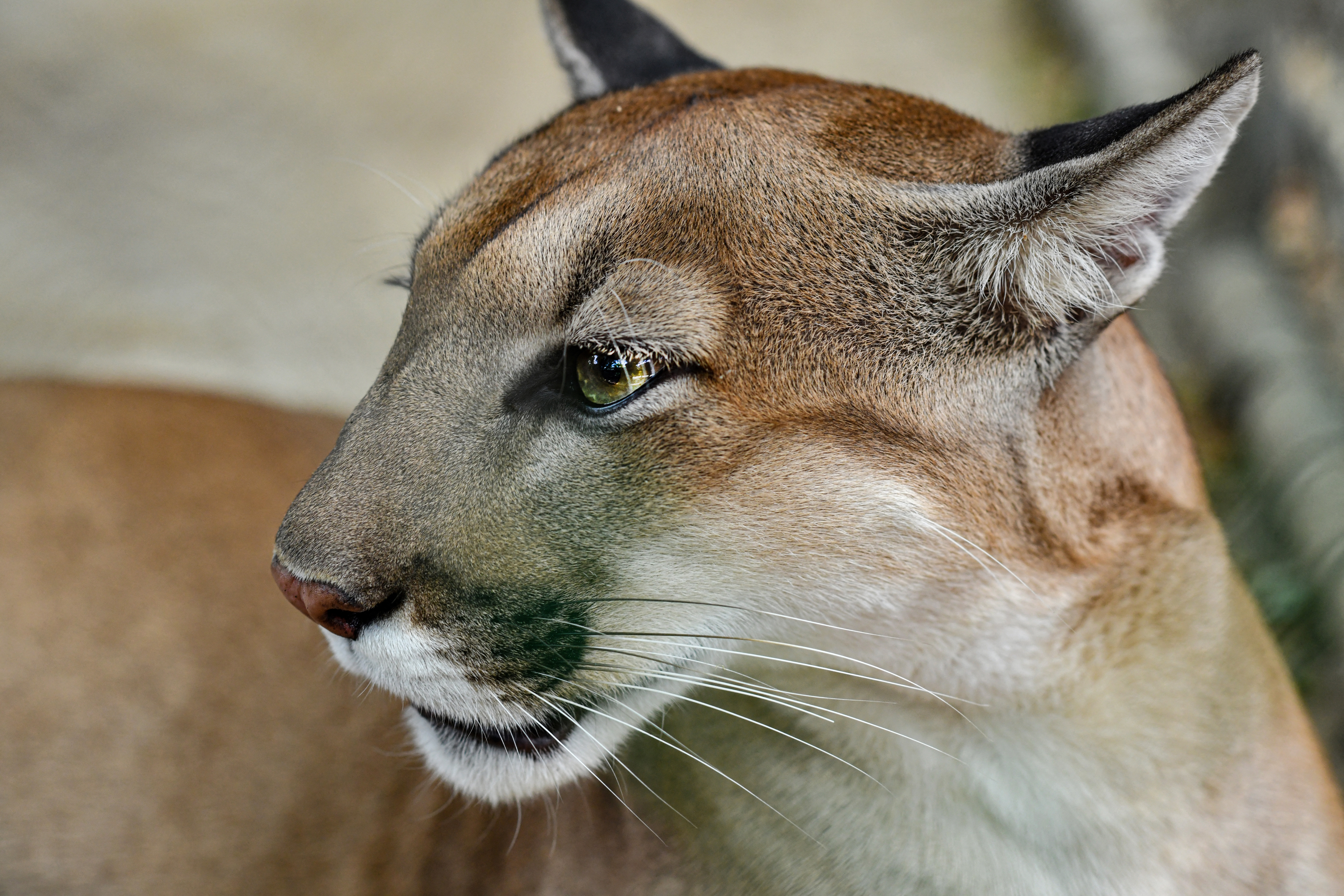 Multiple mountain lion sightings reported in southwestern Illinois