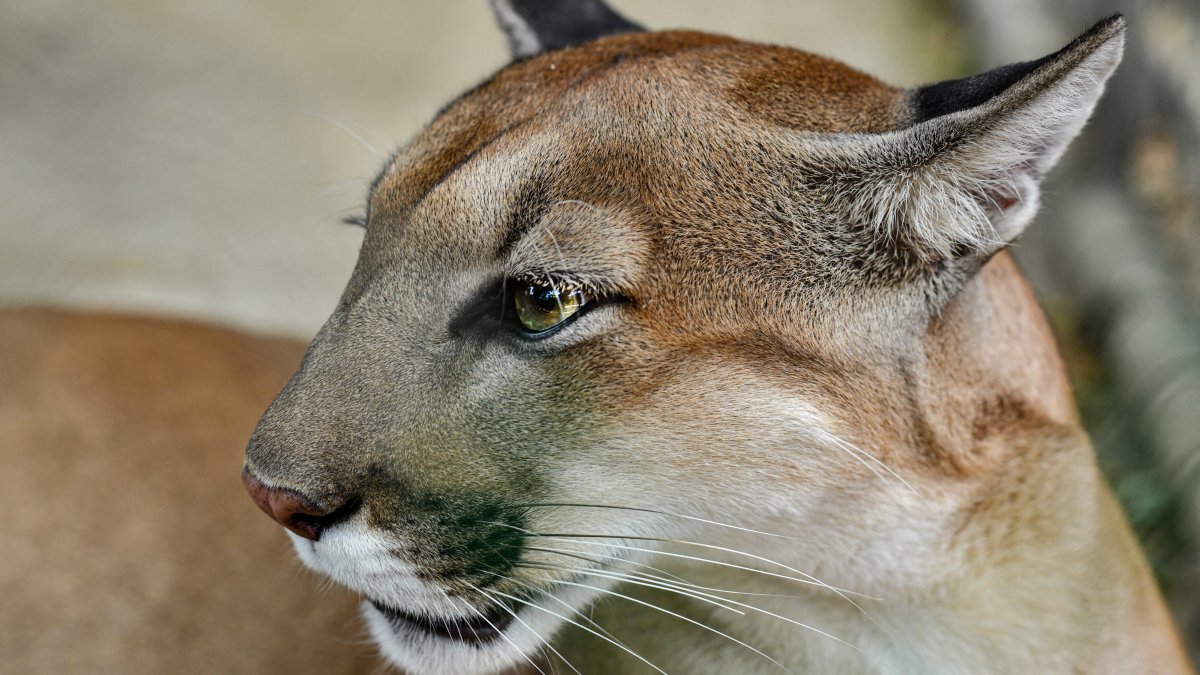 Multiple mountain lion sightings reported in southwestern Illinois Multiple mountain lion sightings reported in southwestern Illinois
