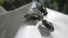 Are you noticing more biting flies this season? You're not alone