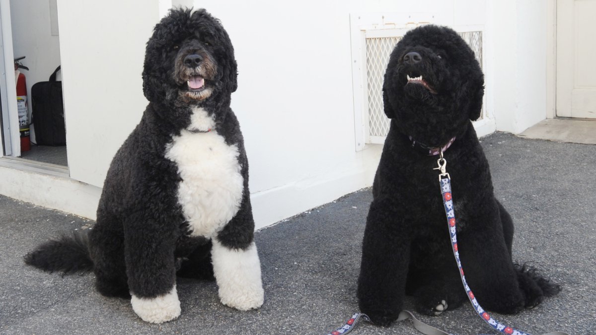 Obamas announce loss of dog Sunny, ‘a cherished member of our family Obamas announce loss of dog Sunny, ‘a cherished member of our family