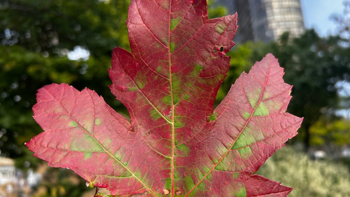 Fall equinox 2026: What the first day of fall will look, feel like in the Chicago area