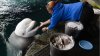 Shedd Aquarium shares closer look at beluga care after 3 deaths in 8 days