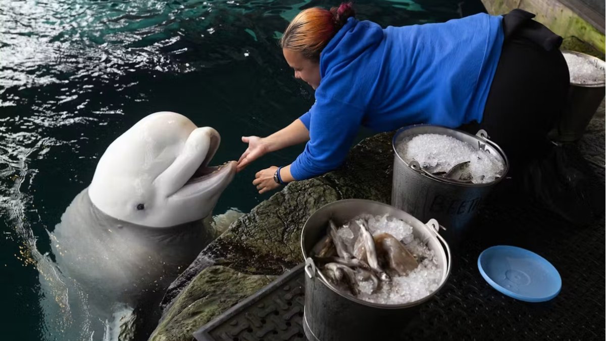 Shedd Aquarium shares closer look at beluga care after 3 deaths in 8 days