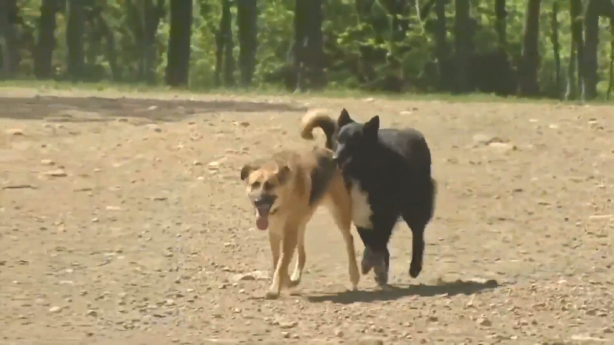 Illinois health officials report summer spike in rabies exposures, calls