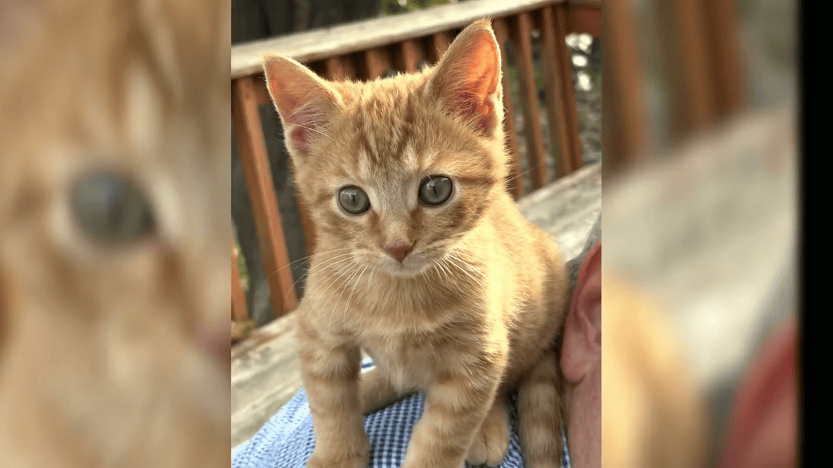 Cat distribution system strikes at OHare Airport, leading man to fly home with kitten
