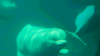 Fourth beluga whale rescued from shuttered Marineland of Canada dies at Shedd Aquarium