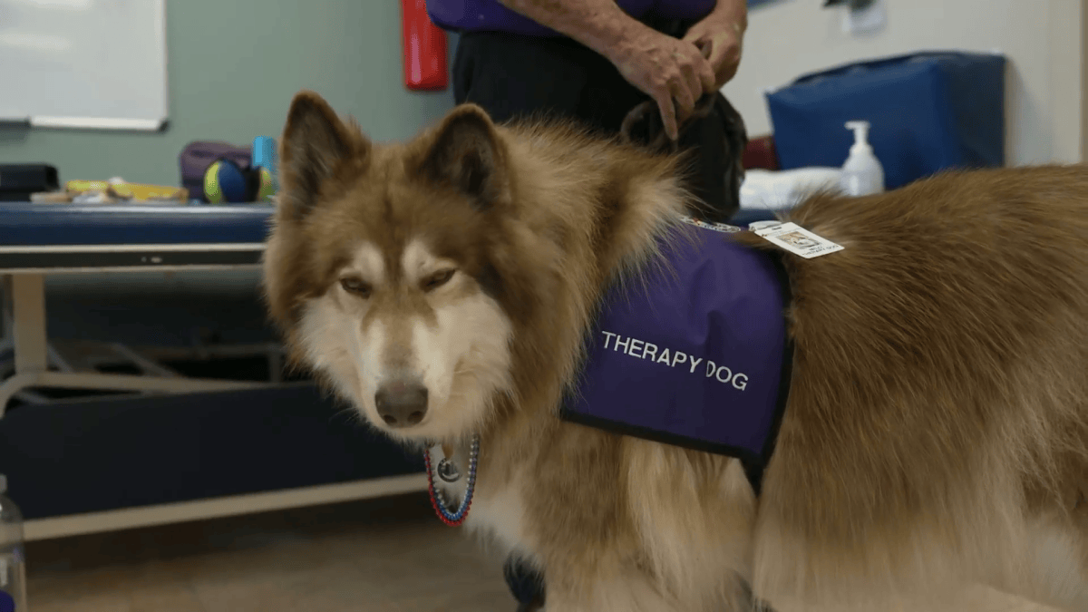Therapy dog program helps stroke patients recover at suburban hospital Therapy dog program helps stroke patients recover at suburban hospital