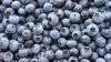 Frozen berry recall linked to E. coli outbreak expands to Walmart, Trader Joe's in dozens of states