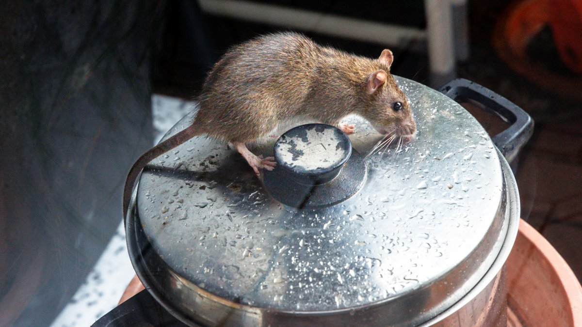 How to check Chicago inspection records to see if your favorite restaurant is safe to eat at