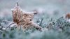 ‘Coldest night of the season:' Frost advisory, freeze warning issued for parts of Chicago area