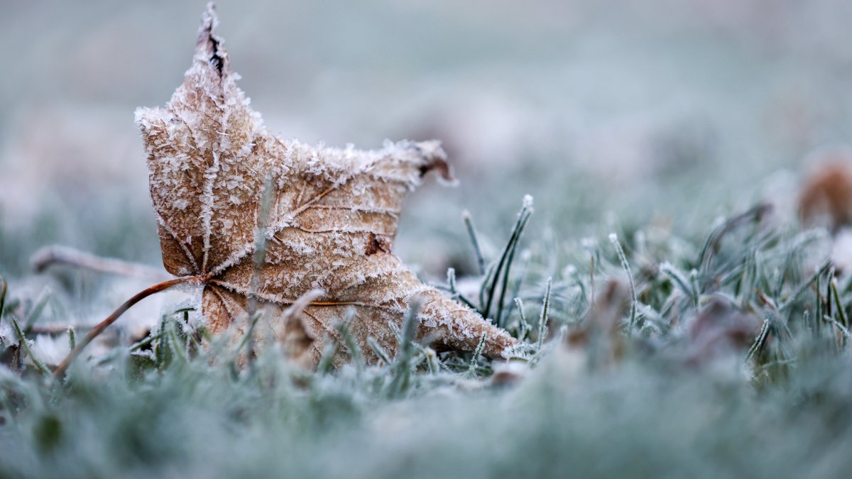 ‘Coldest night of the season: Frost advisory, freeze warning issued for parts of Chicago area ‘Coldest night of the season: Frost advisory, freeze warning issued for parts of Chicago area