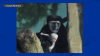 You can help name Lincoln Park Zoo's adorable new baby monkey