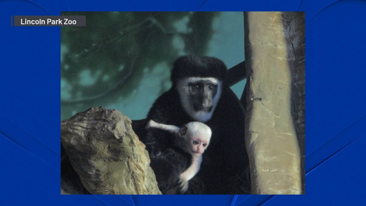 You can help name Lincoln Park Zoos adorable new baby monkey You can help name Lincoln Park Zoos adorable new baby monkey