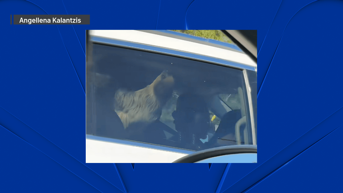 SEE IT: Sloth hangs upside down in backseat of minivan on suburban highway