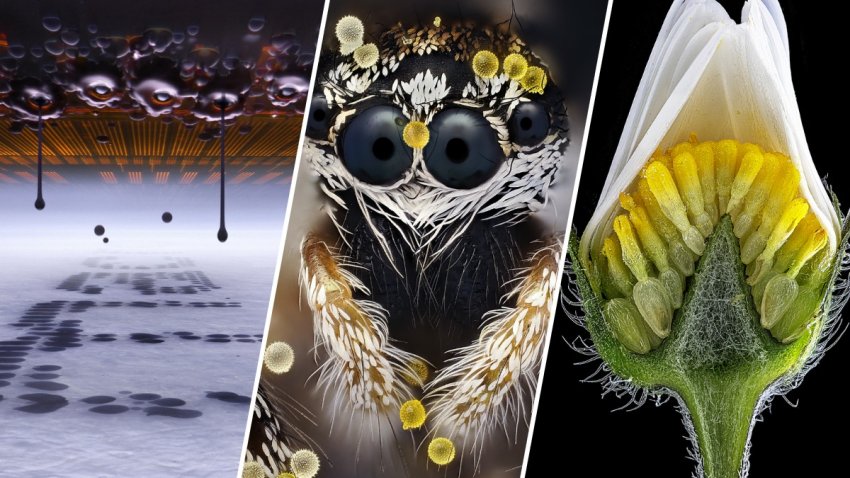 Nikon Small World contest