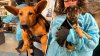 33 dogs taken in by Chicago's Anti Cruelty from filthy suburban home