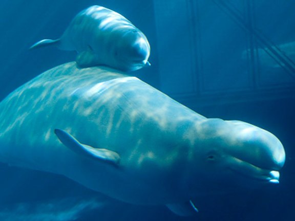 Meet The Baby Beluga