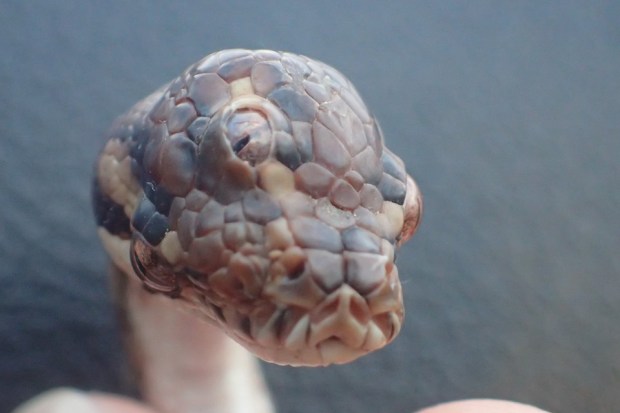 [NATL] Unbelievable Animal Stories: Three-Eyed Snake Found in Australia