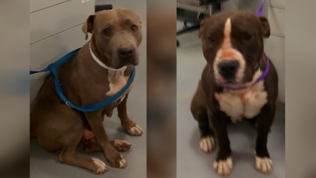 Woman Attacked by 3 Dogs in California