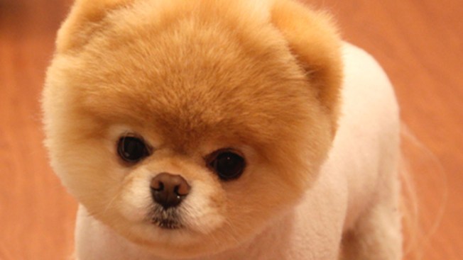 Boo The Worlds Cutest Dogs Boo The Worlds Cutest Dogs
