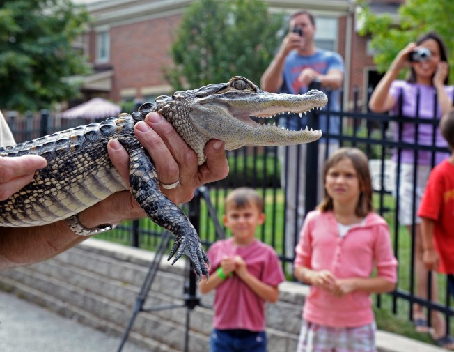 A Gator, a Guillen and a Dude Named Augie Lead the Facebook Campaign for Mayor