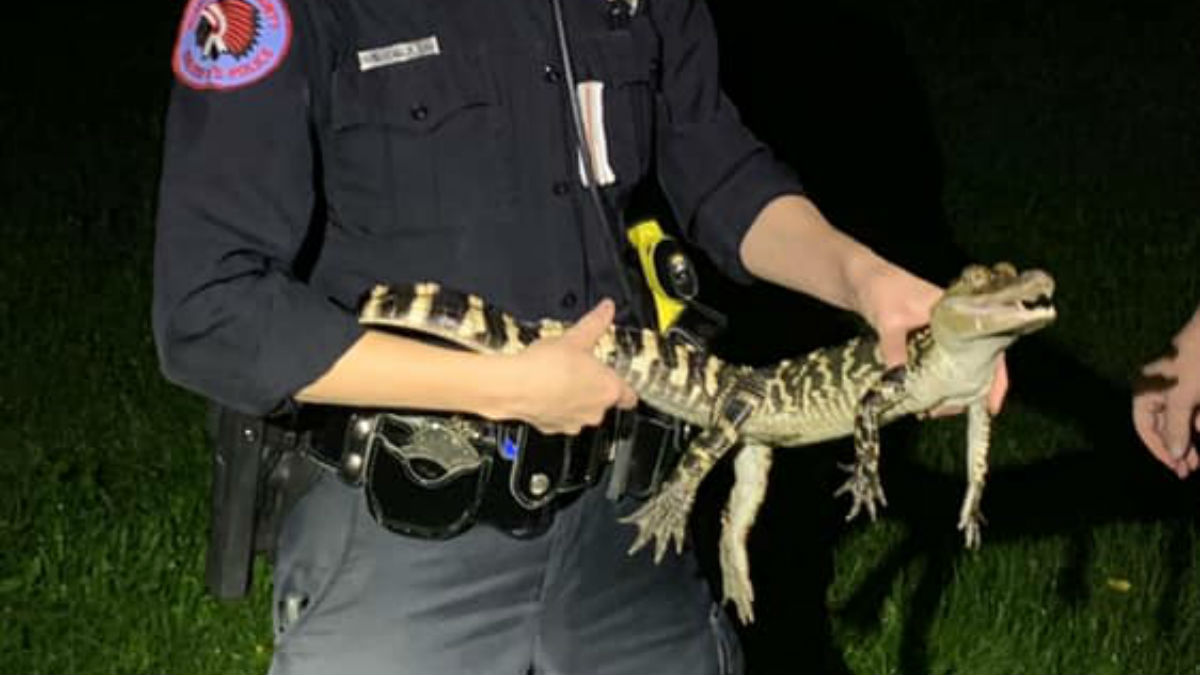 Alligator Captured by Police in Northern Illinois