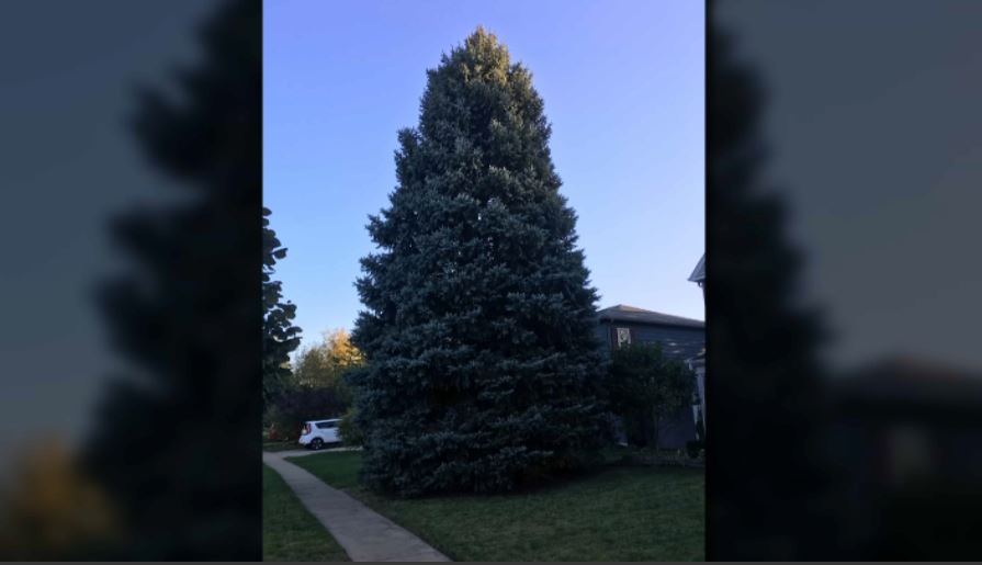 See Chicago's Official Christmas Tree for 2019