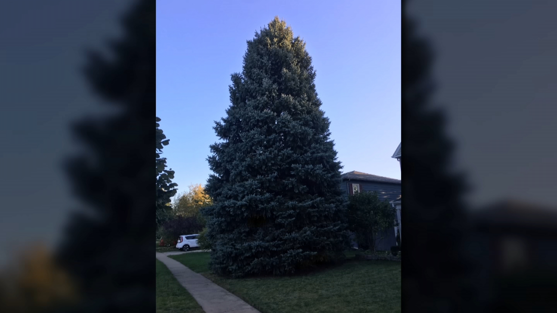 This is Chicago's 2019 Christmas Tree